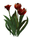 Цветы в PNG